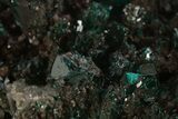 Gemmy Dioptase Crystal Cluster - Sanda, Congo #335193-1